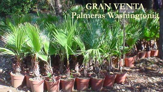 palmeras washingtonia